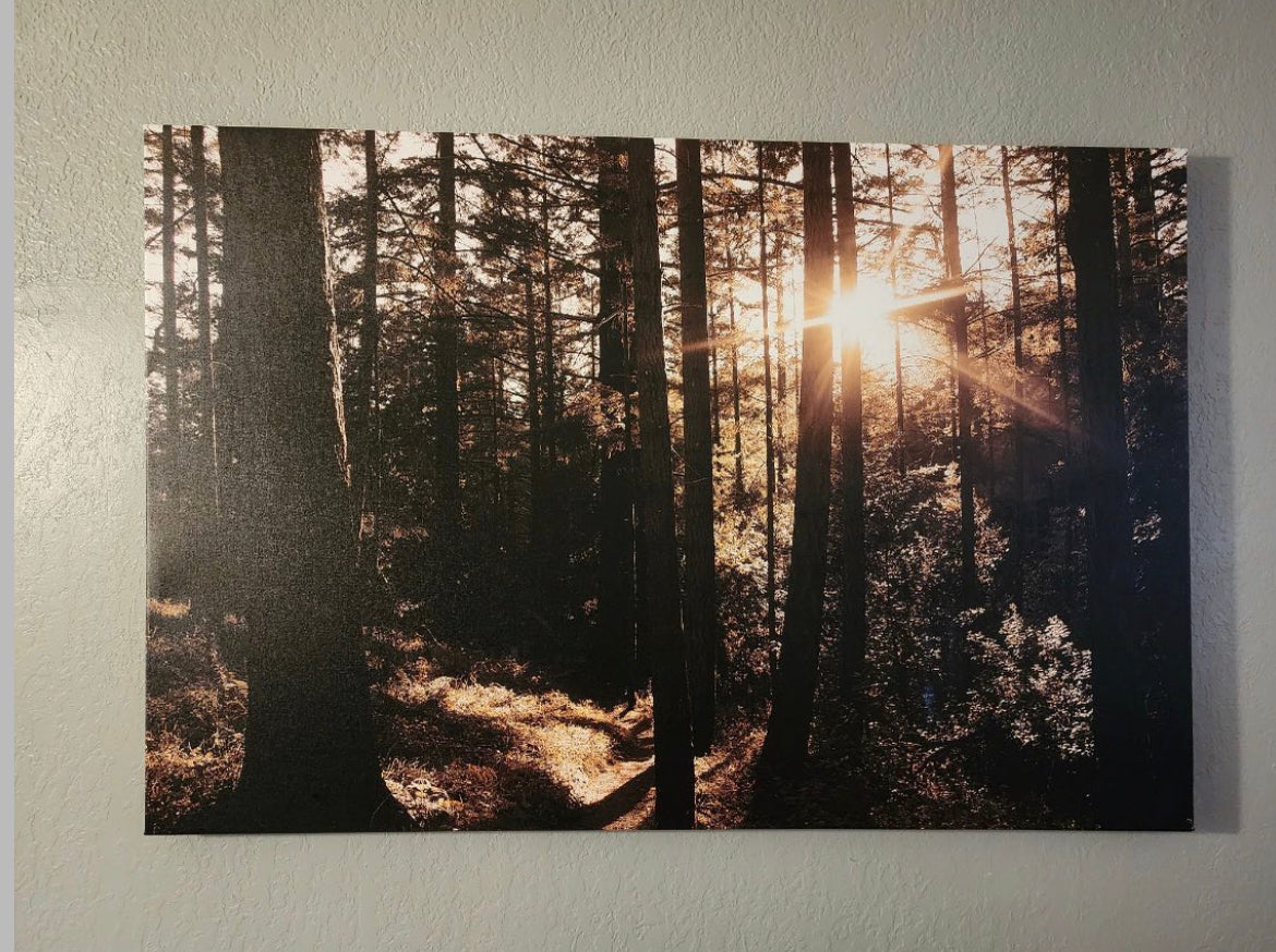 Redwood Forest Photography|Minimalistic Nature Photography |