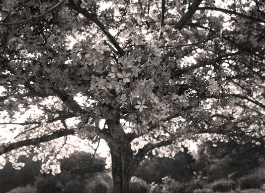 Black & White Photography | 1000 Blossoms •Wall Art•