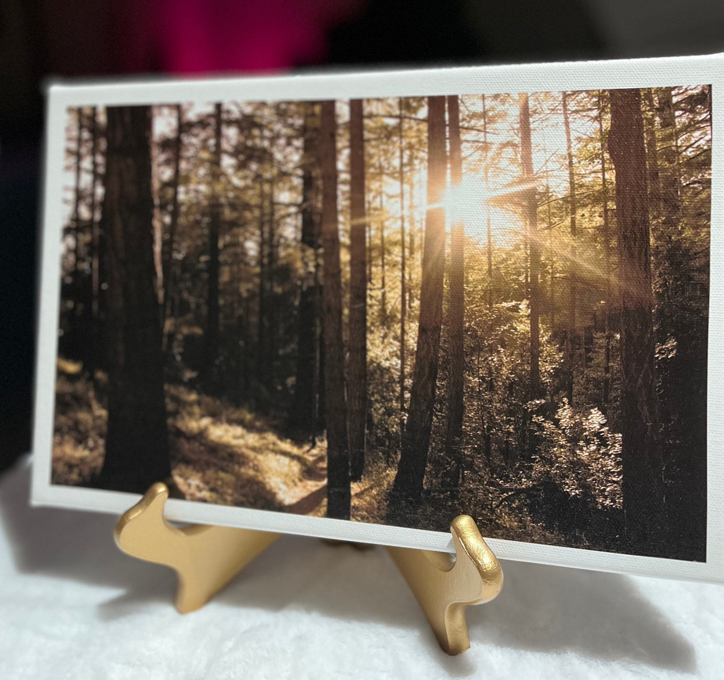 Redwood Forest Photography|Minimalistic Nature Photography |