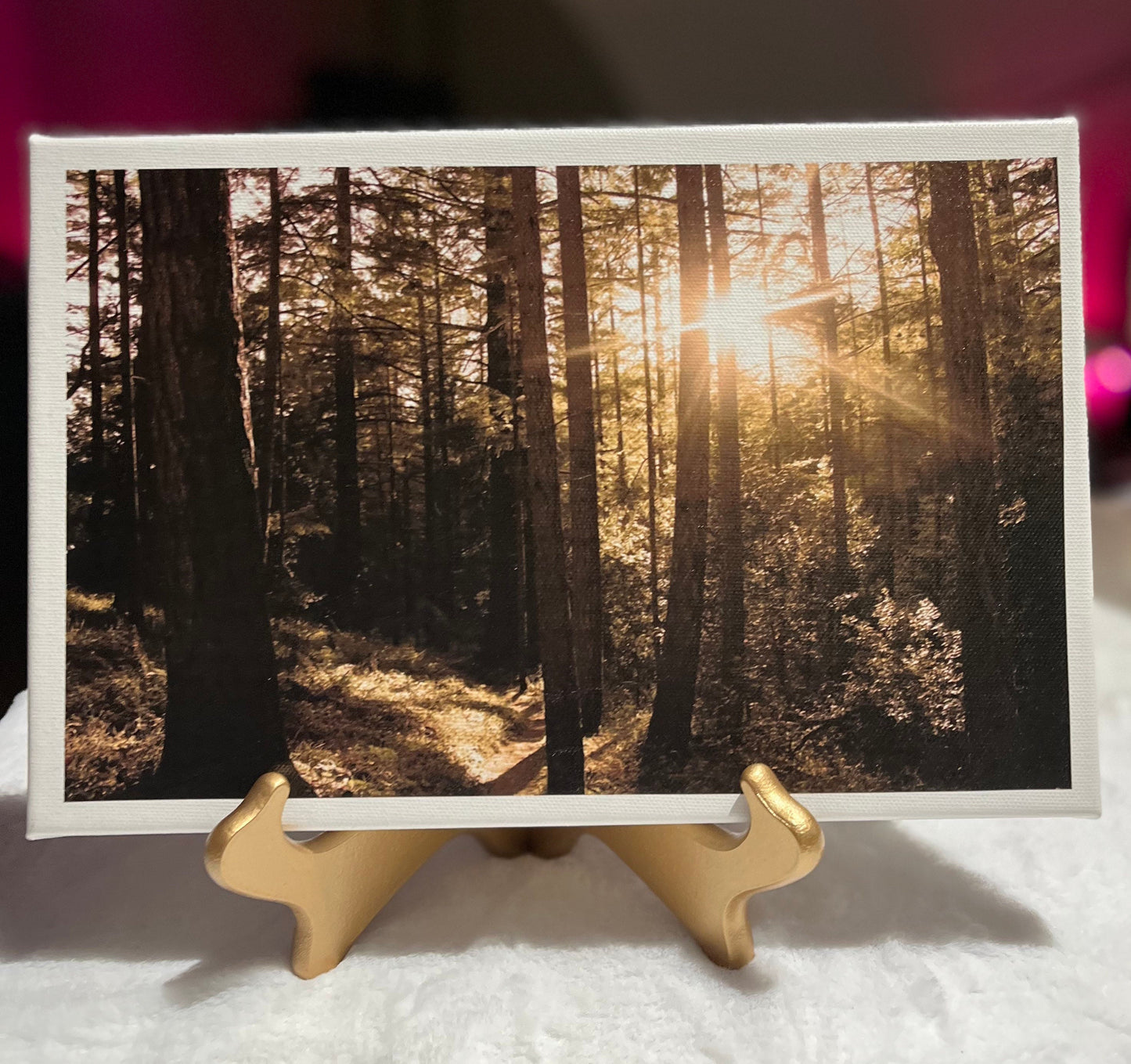 Redwood Forest Photography|Minimalistic Nature Photography |