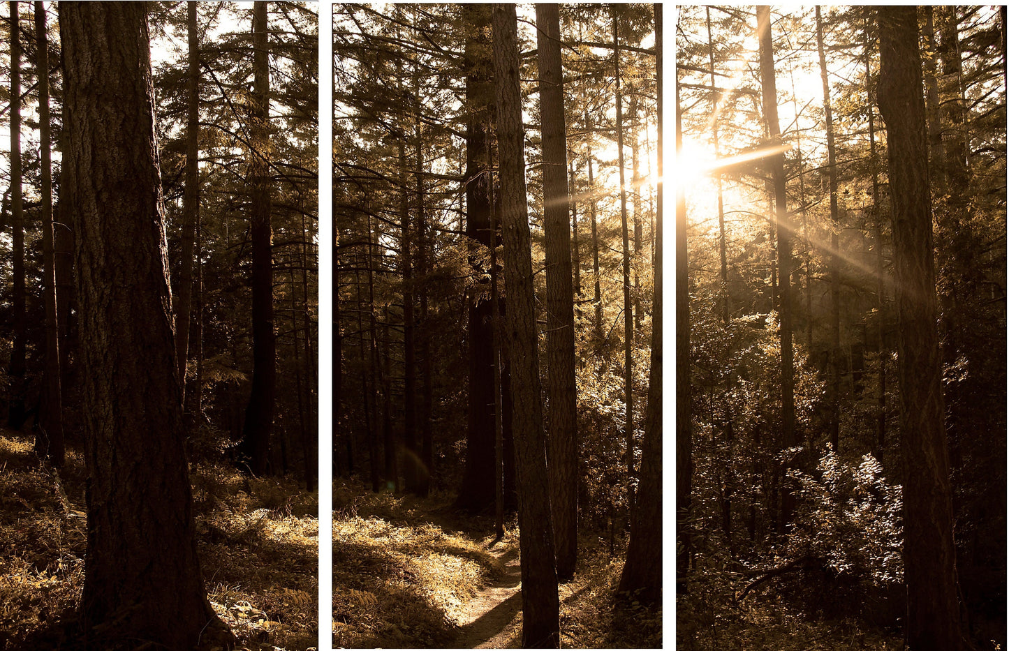 Redwood Forest Photography|Minimalistic Nature Photography |