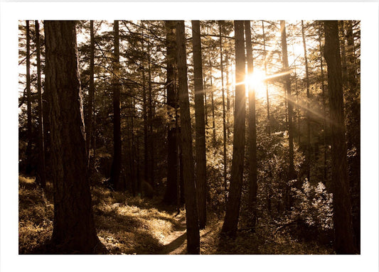 Redwood Forest Photography|Minimalistic Nature Photography |