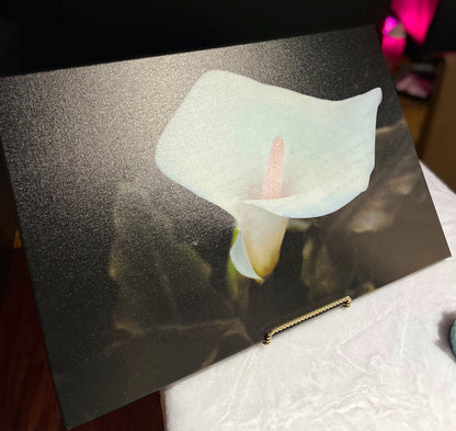 Lily Letter
