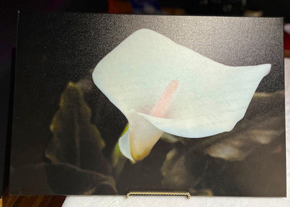 Lily Letter